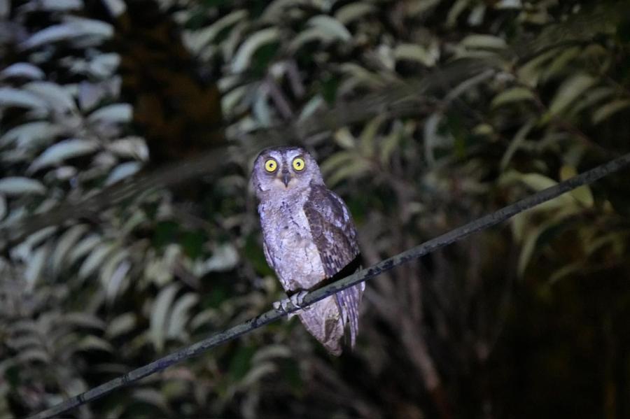 クロウサギ以外の生き物に出会うこともできる