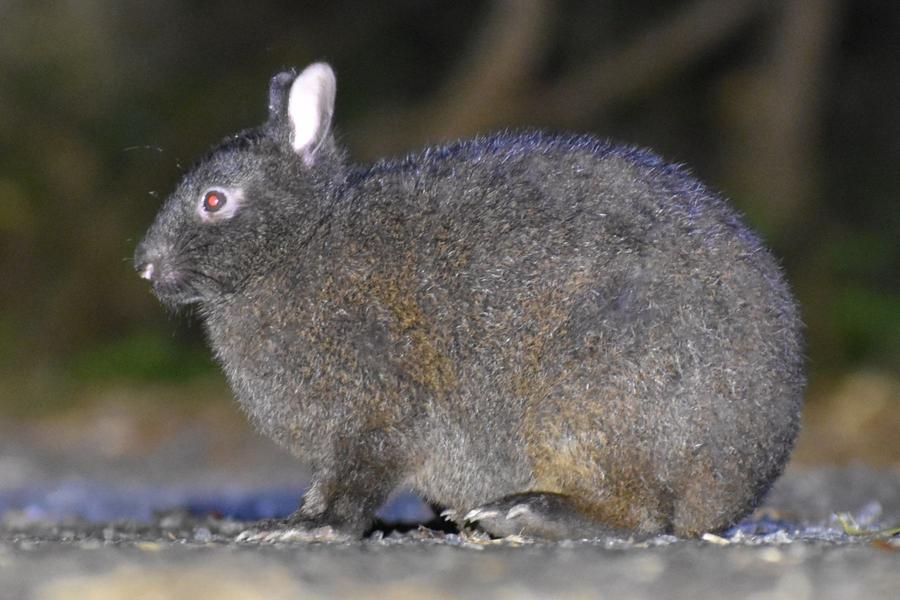 アマミノクロウサギを探しに夜の森へ