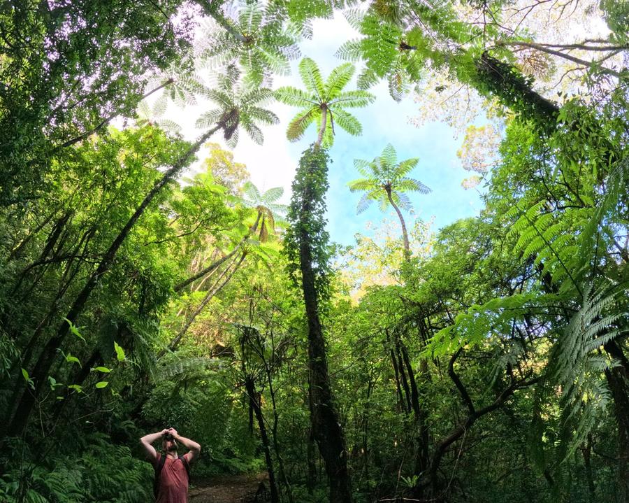 金作原国有林の名物ヒカゲヘゴの群落