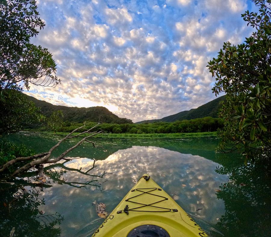 早朝のマングローブカヌー